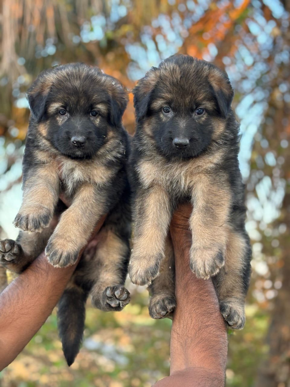 Purchase Friendly German Shepherd Puppy from Bangalore